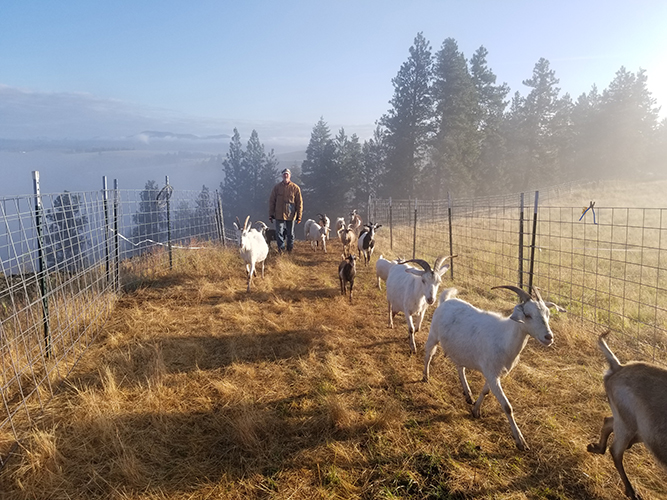goat-herding